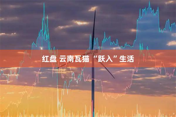 红盘 云南瓦猫 “跃入”生活